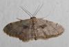 Idaea laevigata